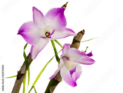 Purple and white orchid flower isolated on white background