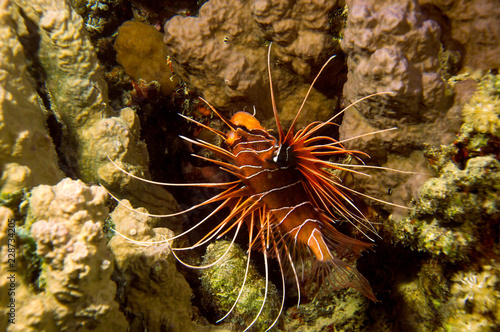 Strahlen-Feuerfisch photo