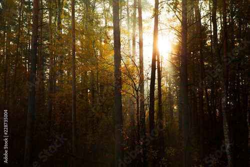 Sunny rays in morning forest. Sunlight between pines. Beautiful landscape