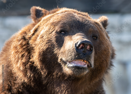 grizzly bear has caught your scent and is not happy