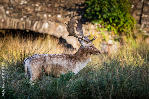 Fallow Deer Stag Pictured In The UK