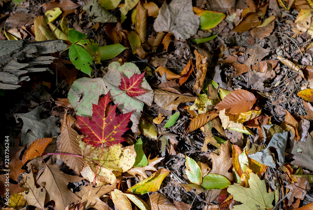 Fall leaves on the forest floor Fall leaves on the forest floor