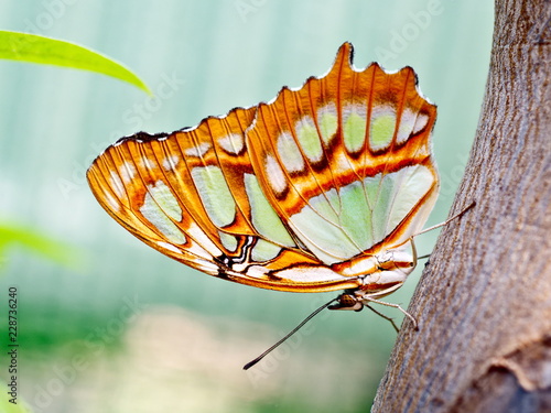 Siproeta stelenes photo