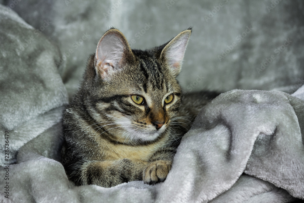 small mongrel striped kitten is lying on a gray rug, calmly, wrapped in a warm material, drowsy, yellow with green eyes and an orange nose, close-up, against a gray background, small mongrel striped kitten is lying on a gray rug, calmly, wrapped in a warm material, drowsy, yellow with green eyes and an orange nose, close-up, against a gray background,