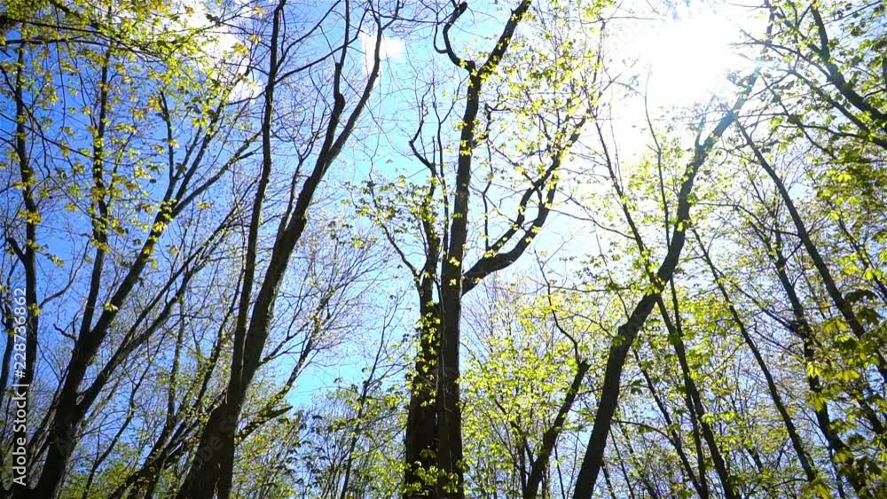 Forest Trees Blossoming During Spring Season in Quebec, Canada Forest Trees Blossoming During Spring Season in Quebec, Canada