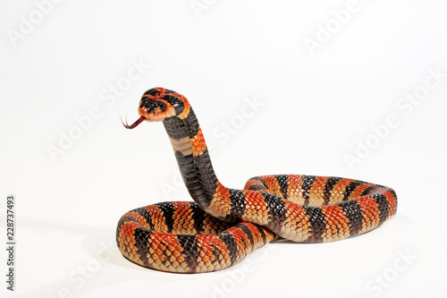Schildnasenkobra (Aspidelaps lubricus) - Cape coral snake