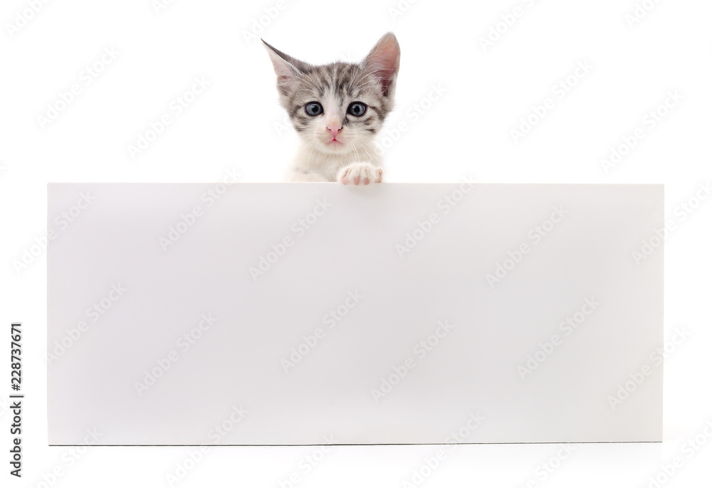 Kitten with blank. Kitten with blank.