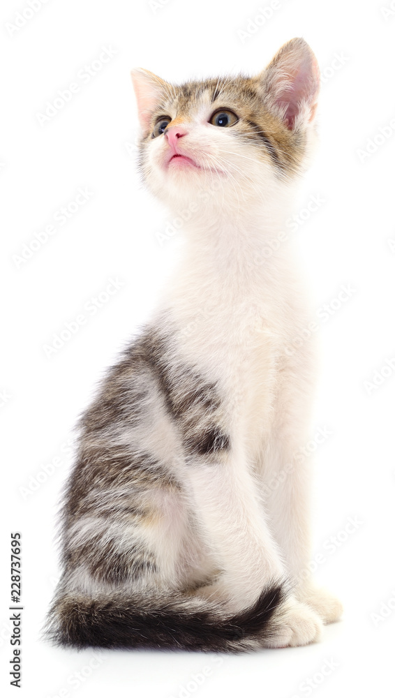 Fototapeta premium Small gray kitten.