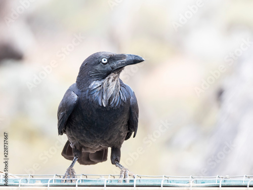 Australian Raven (Corvus coronoides) race 