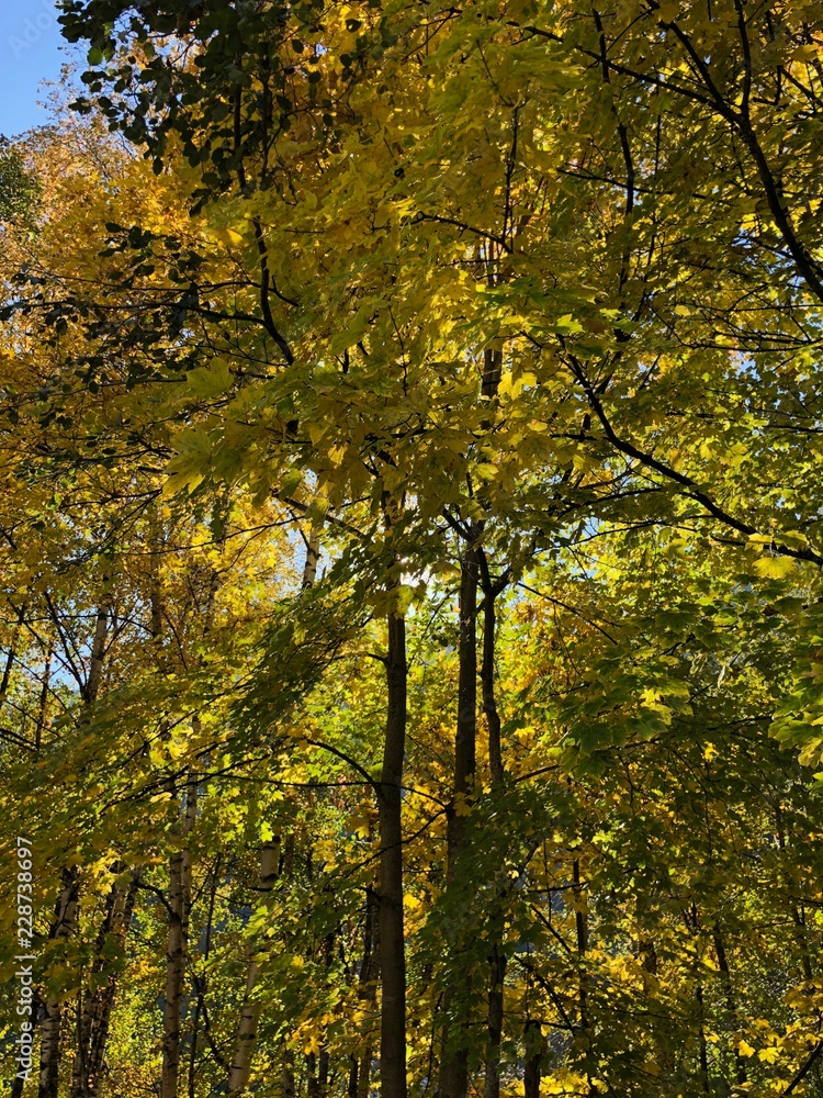 Obraz premium alber foglie autunno colori autunnali autunno albero foglia bosco foresta