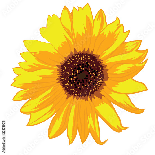 Sunflowers vector illustration on a white background isolated
