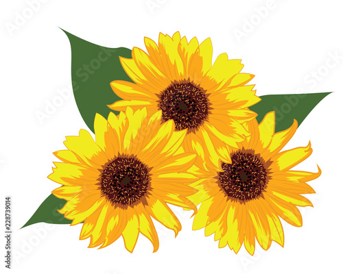 Fototapeta Naklejka Na Ścianę i Meble -  Sunflowers vector illustration on a white background isolated