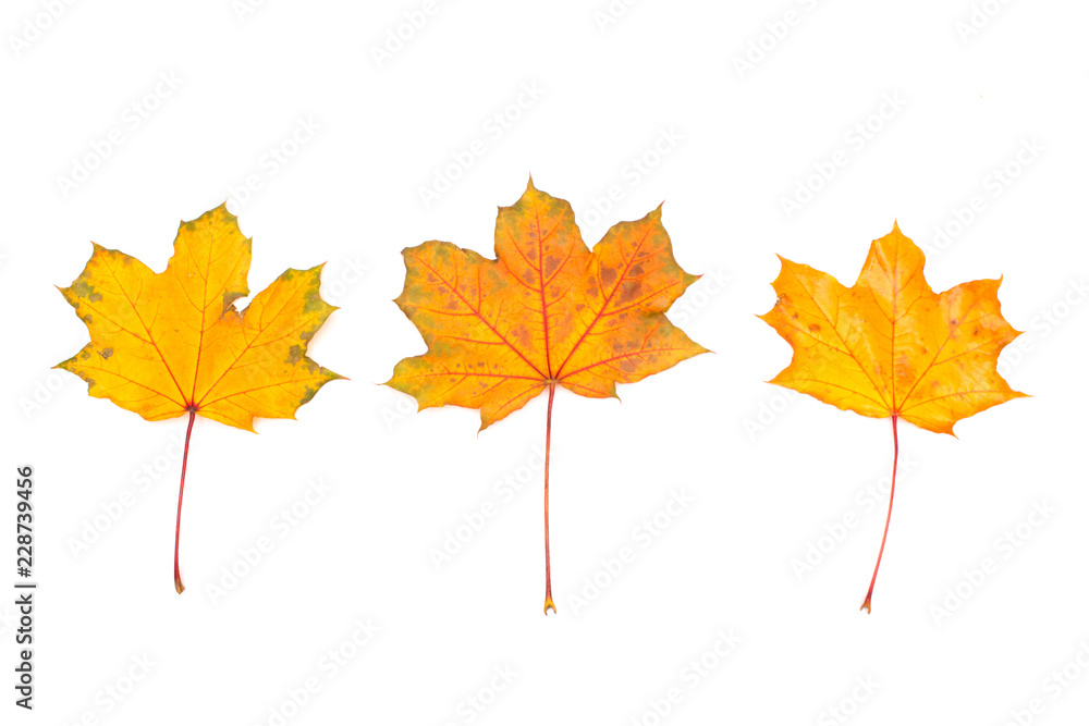 Set of isolated autumn leaves, Collection of autumn leaves on white background, Autumn background Set of isolated autumn leaves, Collection of autumn leaves on white background, Autumn background