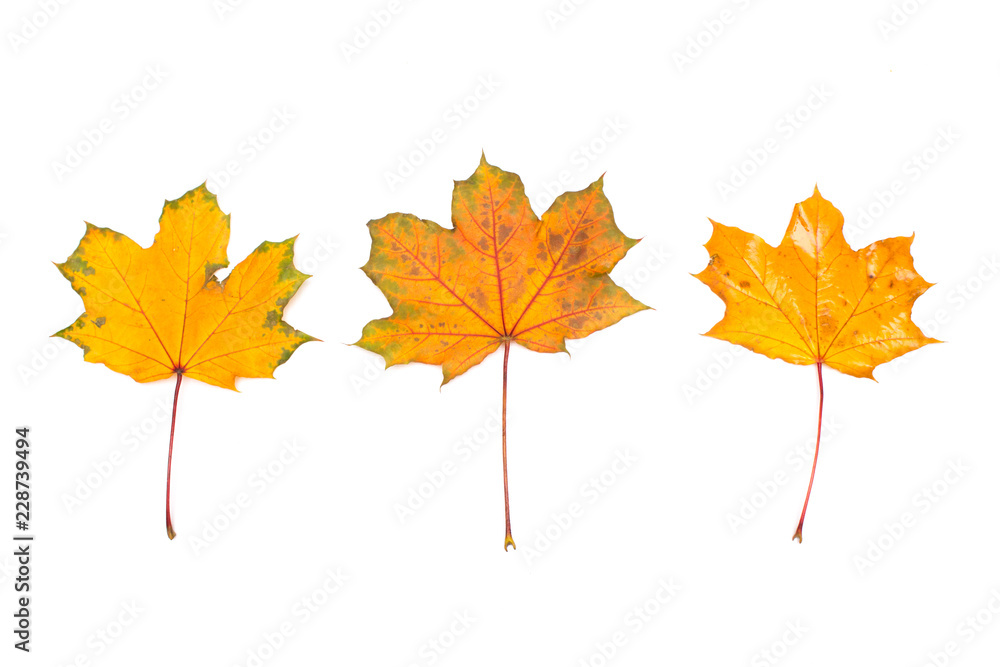 Set of isolated autumn leaves, Collection of autumn leaves on white background, Autumn background Set of isolated autumn leaves, Collection of autumn leaves on white background, Autumn background