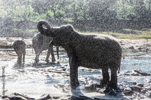 Herd of elephants bathing in river of Sri Lanka.