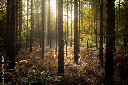 sous bois avec des arbres aux couleurs pass  es de l automne