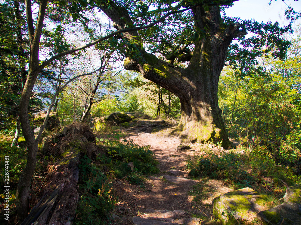 Obraz premium OLYMPUS DIGITAL CAMERA