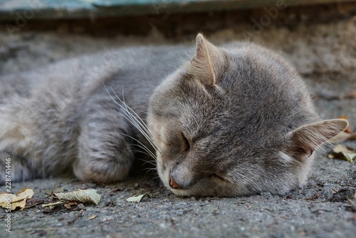 big gray cat lies and sleeps on asphalt