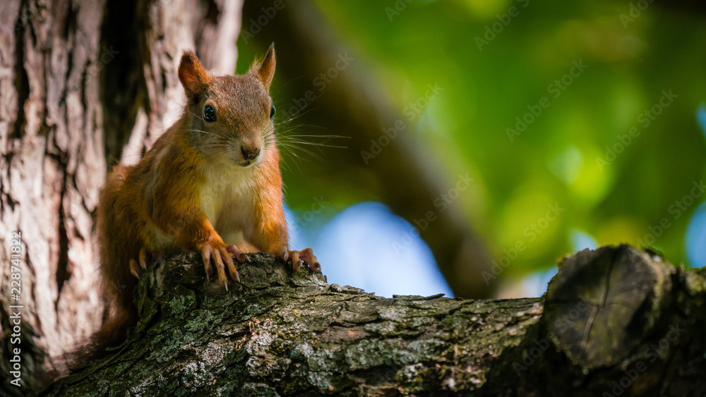 Eichhörnchen im Baum beim Sonnenbaden Eichhörnchen im Baum beim Sonnenbaden