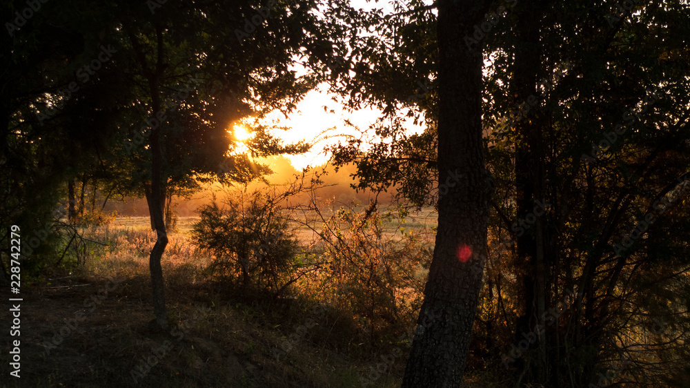 Sunrise in the forest, golden morning Sunrise in the forest, golden morning