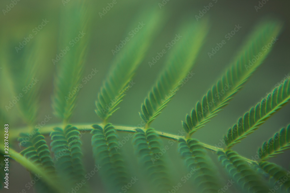 Green Bundle weed or Desmanthus, fern leaves closeup