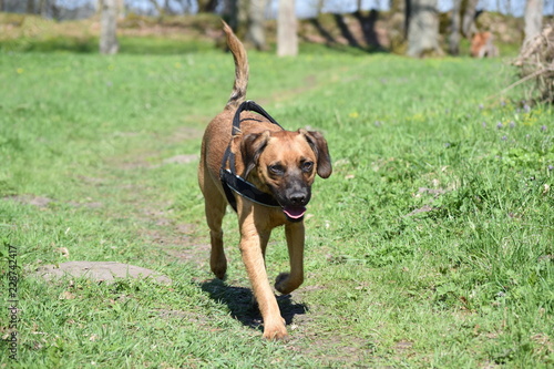 The dog runs and plays on the field.