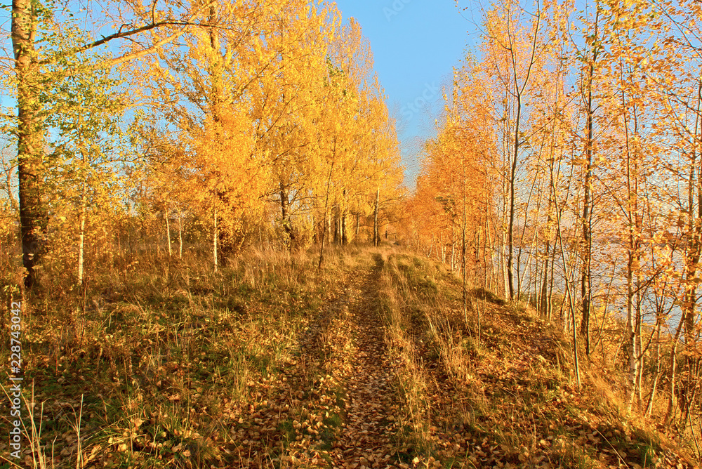 Fototapeta premium Autumn grove. Kostroma, Russia.