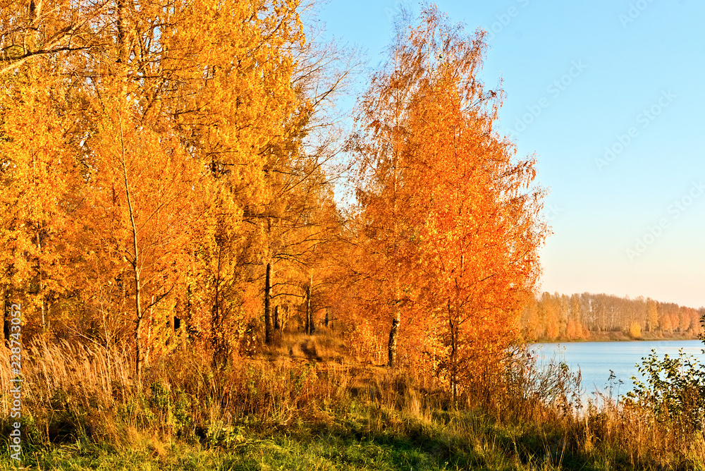 Yellow trees in the fall by the river. Kostroma, Russia.