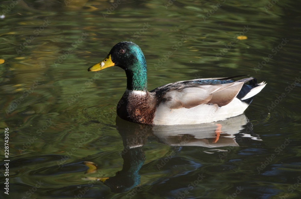 Fototapeta premium Mallard (Anas platyrhynchos) swimming in the water of a lake, male duck with colorful feathers