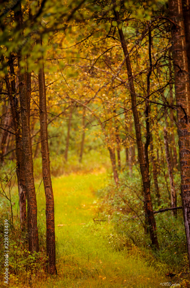 Obraz premium Trail in the woods