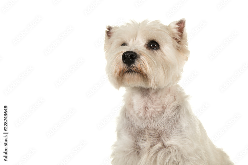 Portrait of a West highland white terrier or westie dog looking up on a white background Portrait of a West highland white terrier or westie dog looking up on a white background