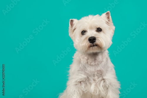 Portrait of a West highland white terrier or westie dog glancing away on a turquoise blue background