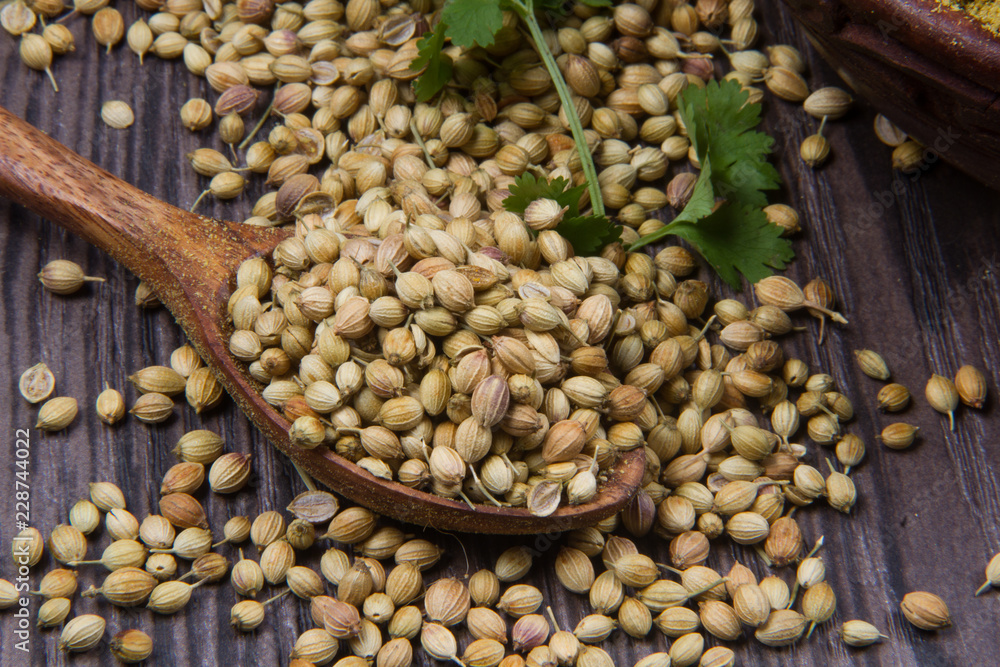 Coriander seeds, fresh coriander and powdered coriander Coriander seeds, fresh coriander and powdered coriander