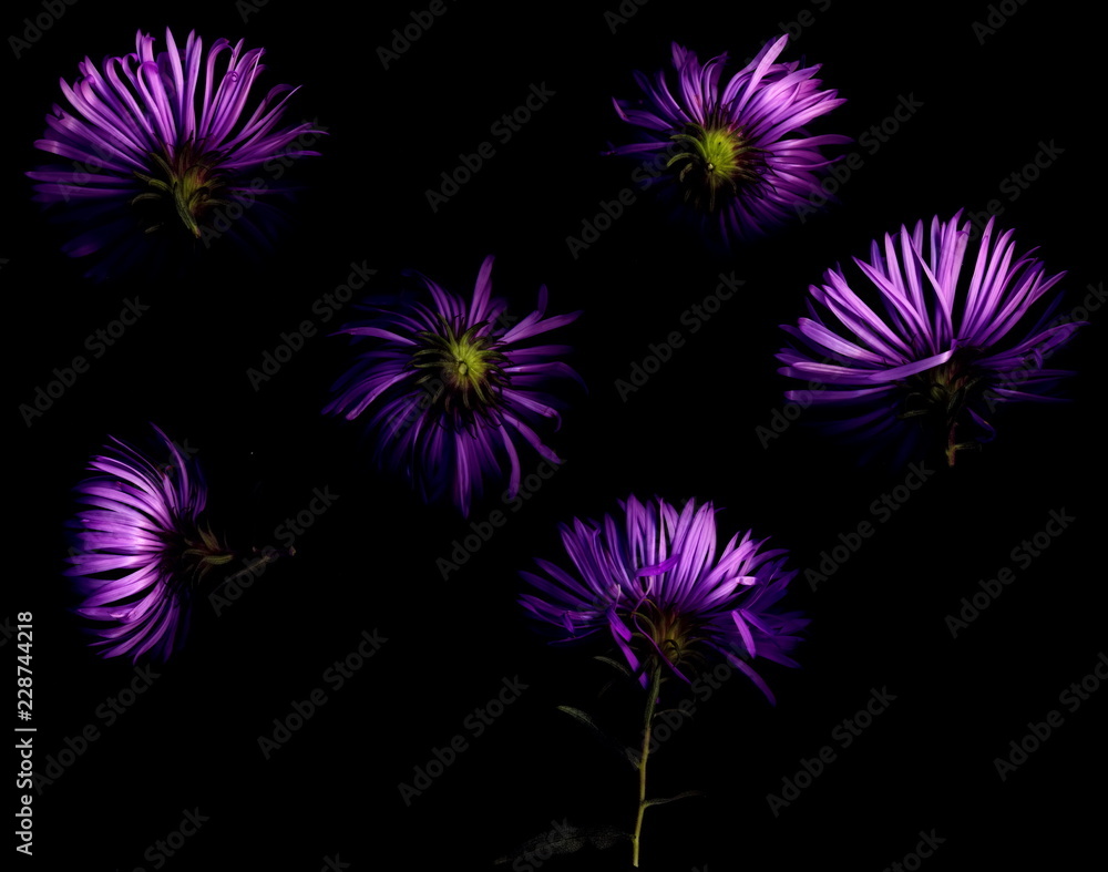 Bright flowers on a black background Bright flowers on a black background