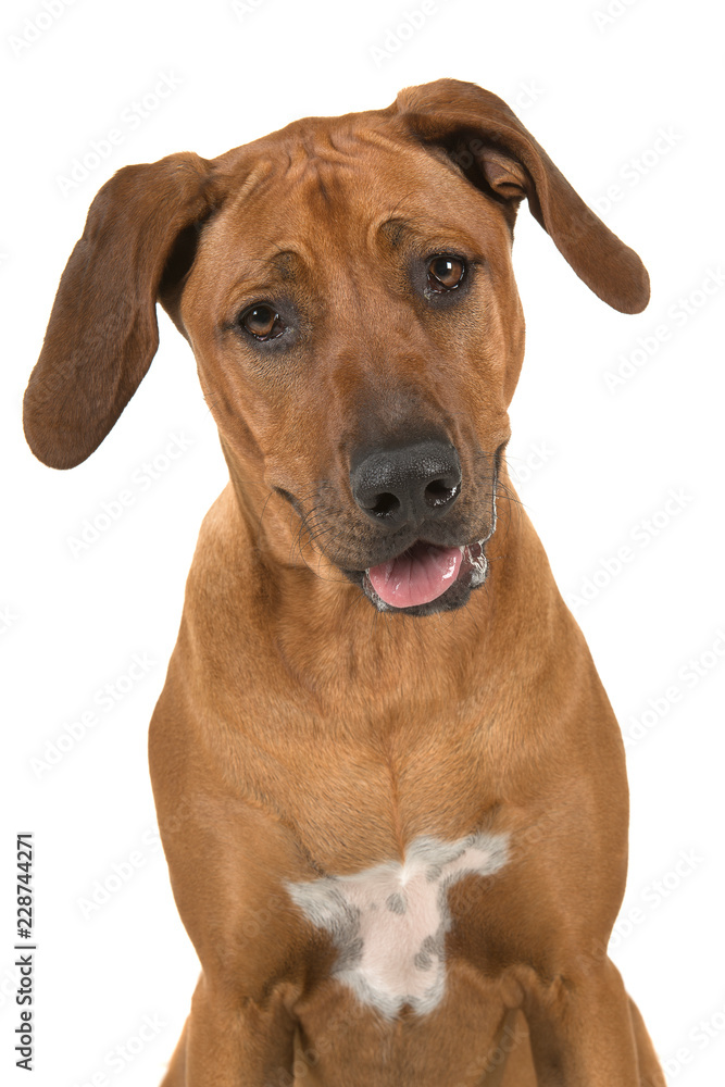 Portrait of a cute rhodesian ridgeback dog isolated on a white background seen from the front