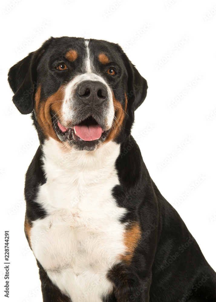 Portrait of a great swiss mountain dog on a white background Portrait of a great swiss mountain dog on a white background