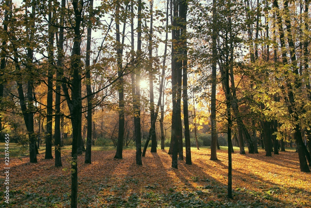 Obraz premium autumn in the forest