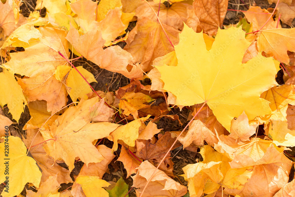 Fototapeta premium Red and Orange Autumn Leaves Background, Autumn maple leaves carpet