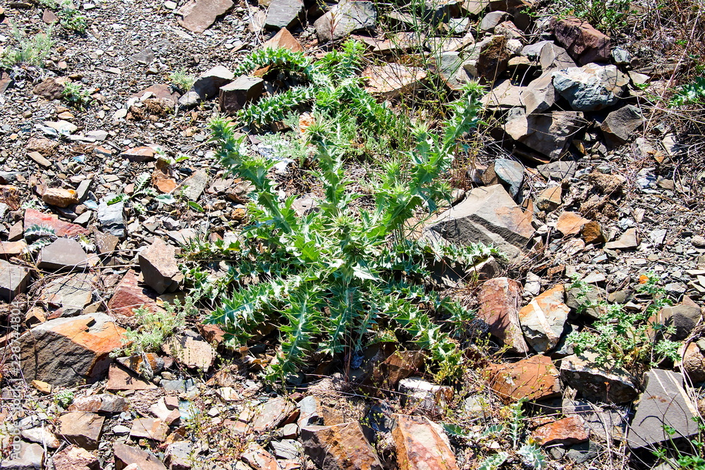 Obraz premium Колючка