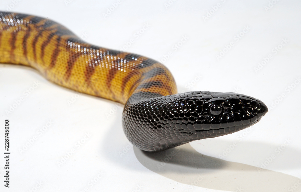 Obraz premium Schwarzkopfpython (Aspidites melanocephalus) - Black-headed python