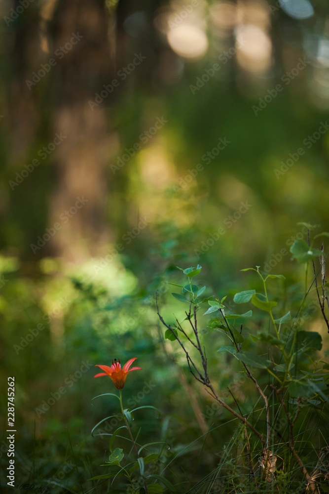 Wild tiger Lilly flower