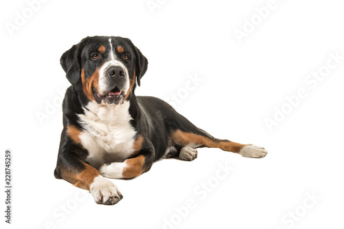 Great swiss mountain dog lying down on the floor looking at the camera isolated on a white background photo
