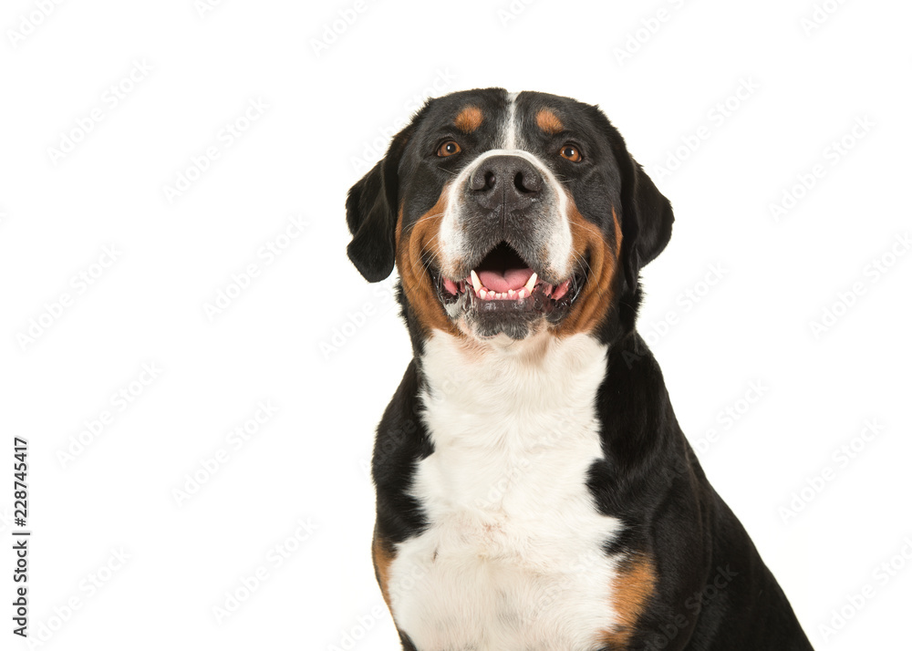 Portrait of a great swiss mountain dog on a white background looking up in a horizontal image seen from the front