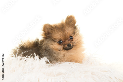 Cute pomeranian puppy dog lying down on a white fur on a white background looking at the camera