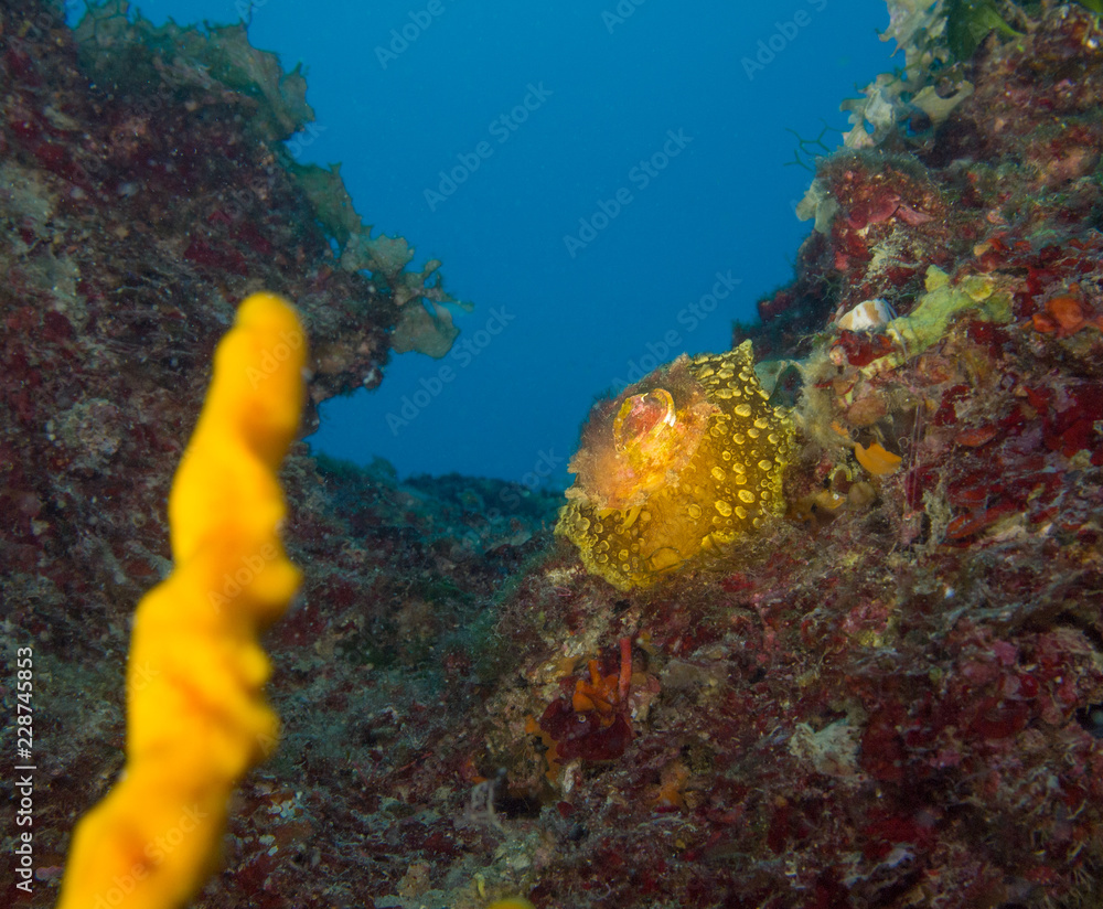 Fototapeta premium OLYMPUS DIGITAL CAMERA foto Monorato