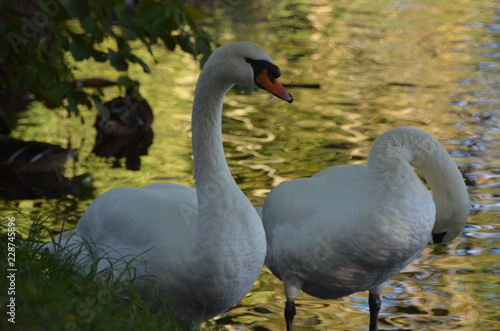 two white swans on the shore of a lake between leaves and bushes  graceful birds outside of the water