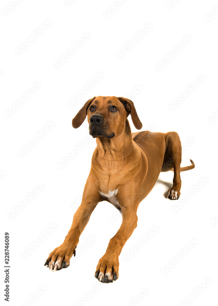 Rhodesian ridgeback lying down looking up isolated on a white backgrond Rhodesian ridgeback lying down looking up isolated on a white backgrond