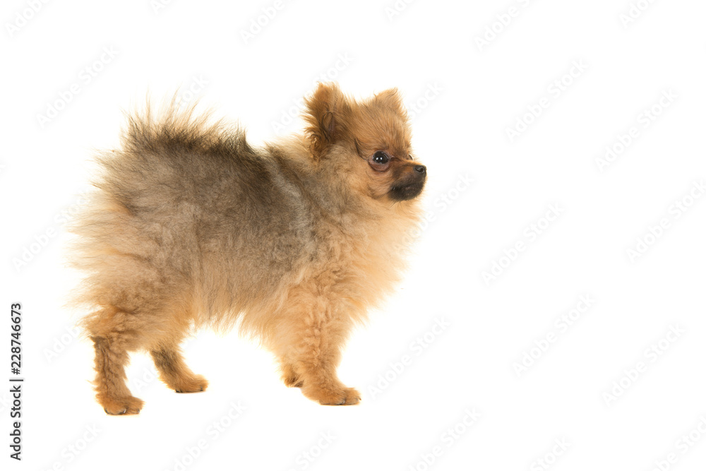 Pomeranian puppy dog standing isolated on a white background seen from the side looking to the right
