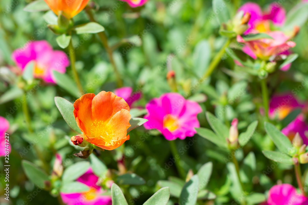 Fototapeta premium FLORES