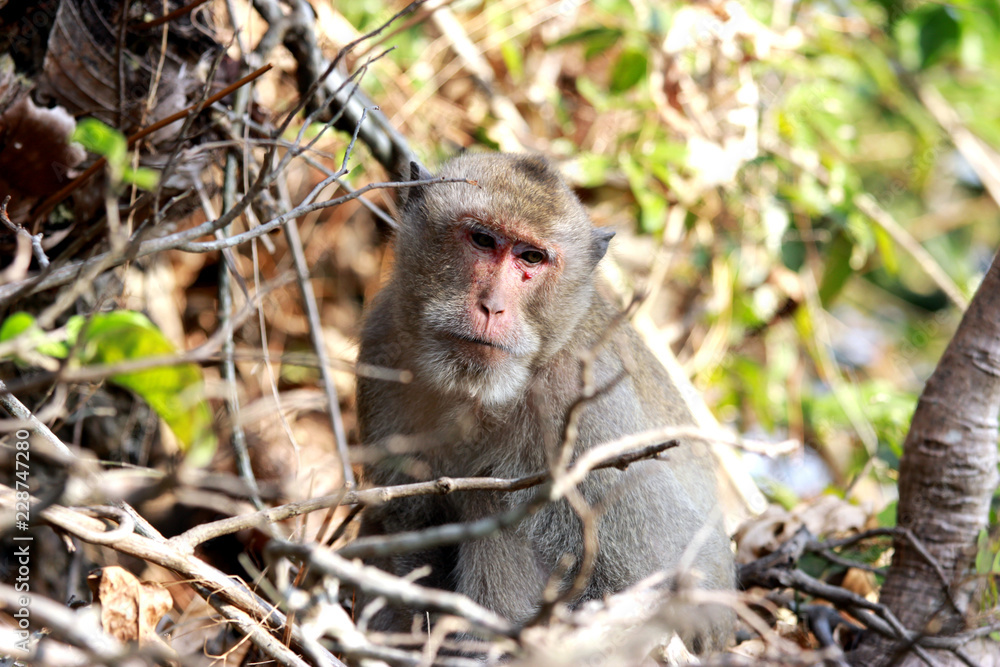 Macaques are genus of primates from the family of monkeys. Old macaque sitting in branches of trees. Macaques are genus of primates from the family of monkeys. Old macaque sitting in branches of trees.